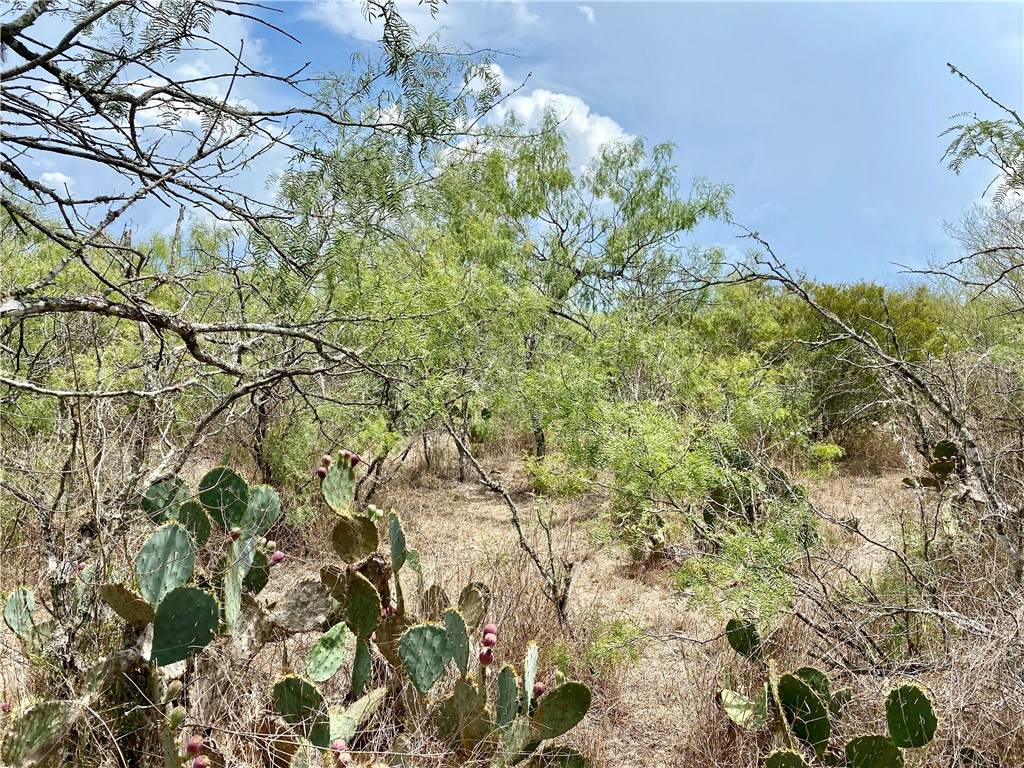 0 Fm 735 (13 Acres), Palito Blanco - Photo 1