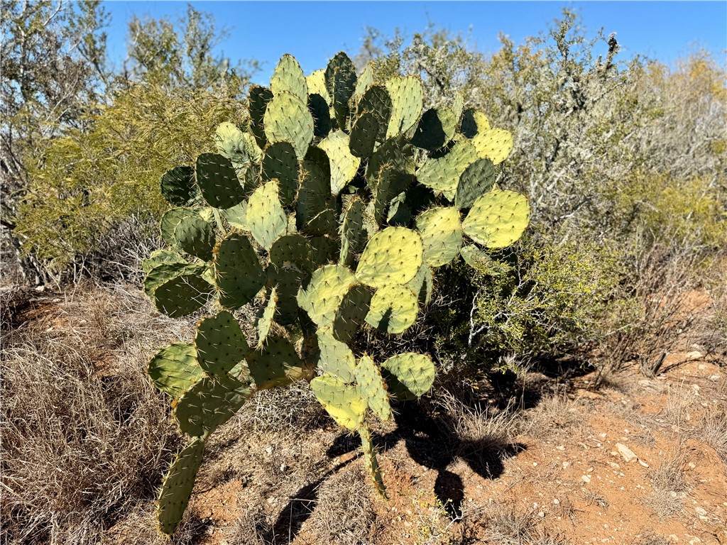 0 County Road 203 - Photo 1