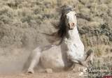 6132 Running Horse Trail - Photo 26