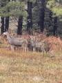 3000 County Road 359 - Photo 19