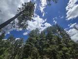 67 Big Pine Trail - Photo 12