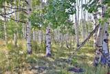 2586 26 1/10 Road - Photo 43