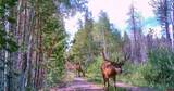 5200 Jackson County Road 49 - Photo 7