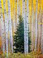 34681 Forest Road 128.G - Photo 10