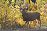 34681 Forest Road 128.G - Photo 11