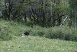 TBD Ms Road - Photo 8