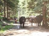 TBD Transfer Road - Photo 32
