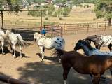 2400 Piedra Road - Photo 26