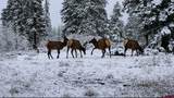 341 Two Dogs Trail - Photo 45