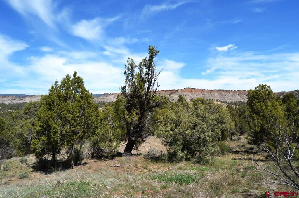 TBD La Posta Canyon Road - Photo 1