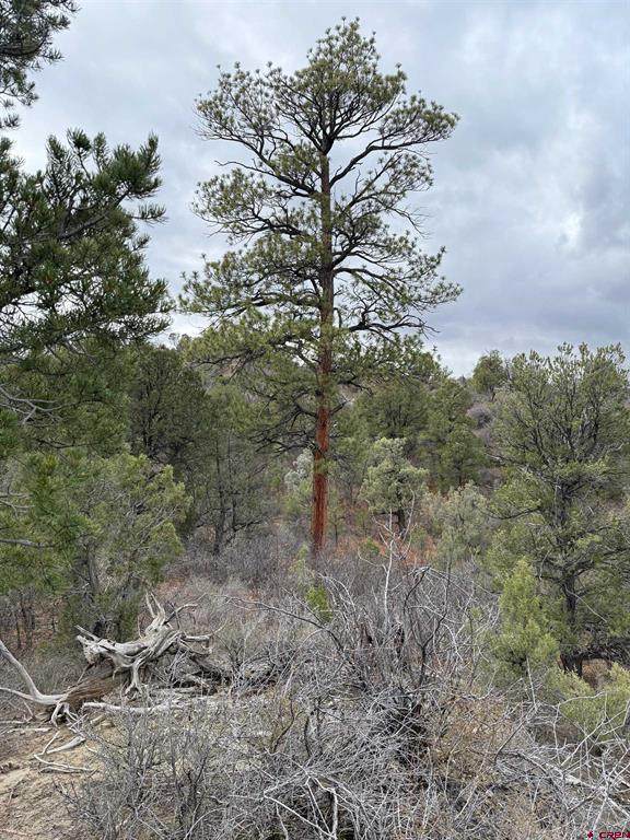 1479 La Posta Canyon Road - Photo 1