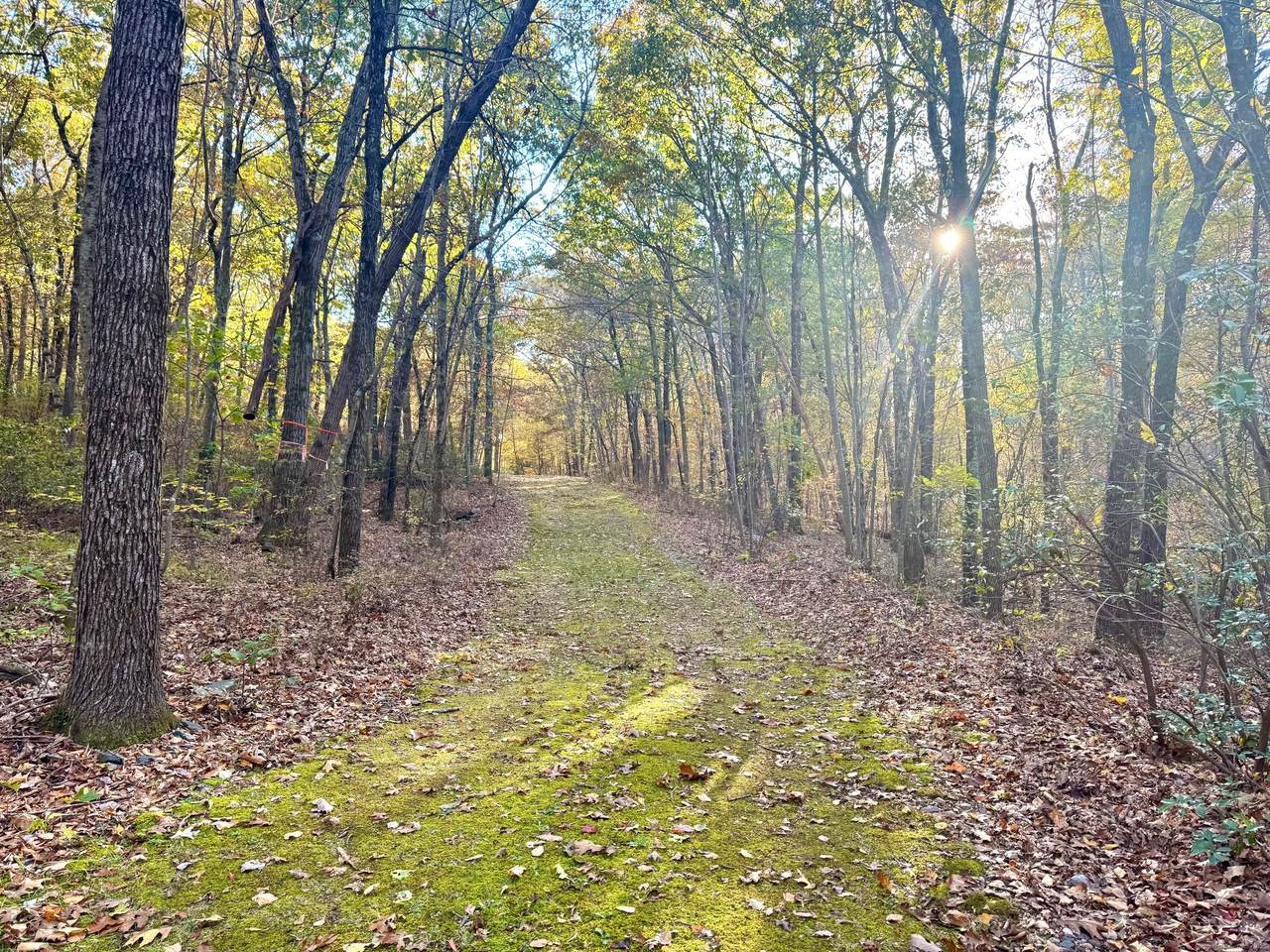  Mountain Laurel Drive - Photo 1