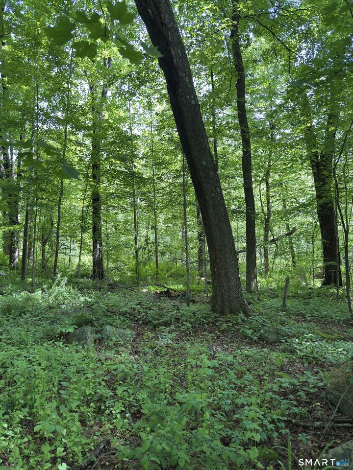 319 White Oak Trail - Photo 1