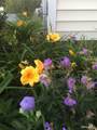 58 Morning Glory Drive - Photo 11