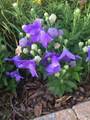 58 Morning Glory Drive - Photo 10