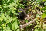 13 Dew Road - Photo 4