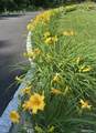 36 Creeping Hemlock Drive - Photo 2