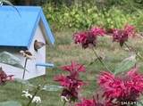 36 Creeping Hemlock Drive - Photo 35