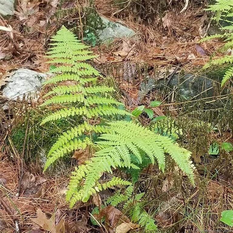 765 5 Mile River Road - Photo 1