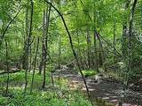 Lot 11 Camp Creek Rd. - Photo 3