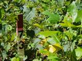 14.34ac Tomahawk Rd - Photo 42