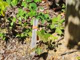 14.34ac Tomahawk Rd - Photo 46