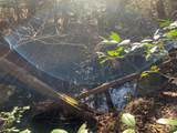 Tract 3 Lone Wolf Trail - Photo 12