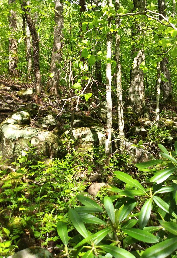 Lot 48 Buckeye Lane - Photo 1