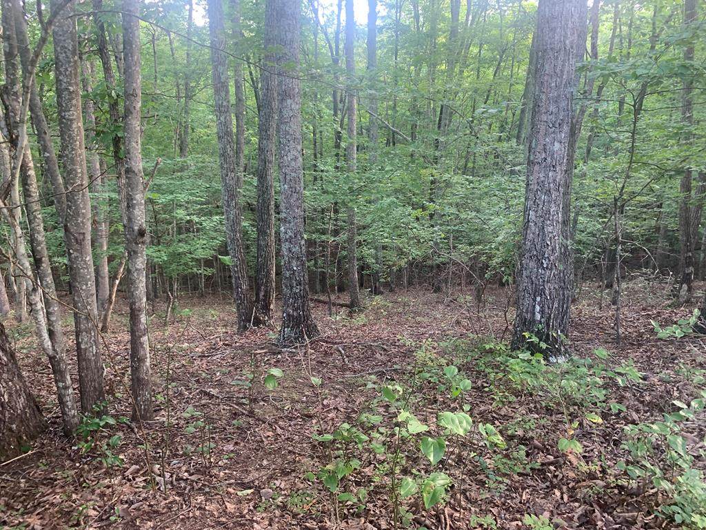 00 Jaguar Trail - Photo 1