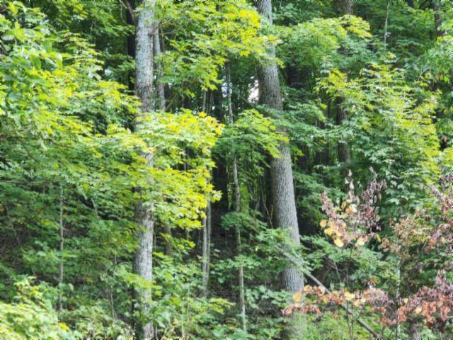 https://bt-photos.global.ssl.fastly.net/cumberland/orig_boomver_1_239277-2.jpg