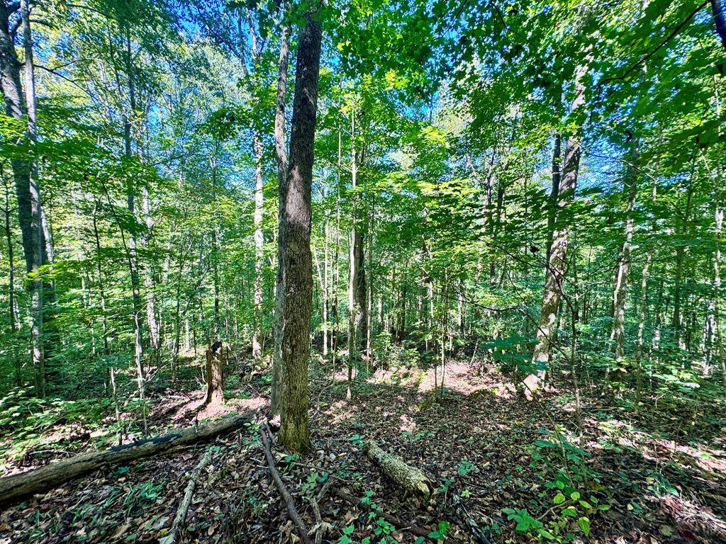 0 W. Bobcat Lane - Photo 1