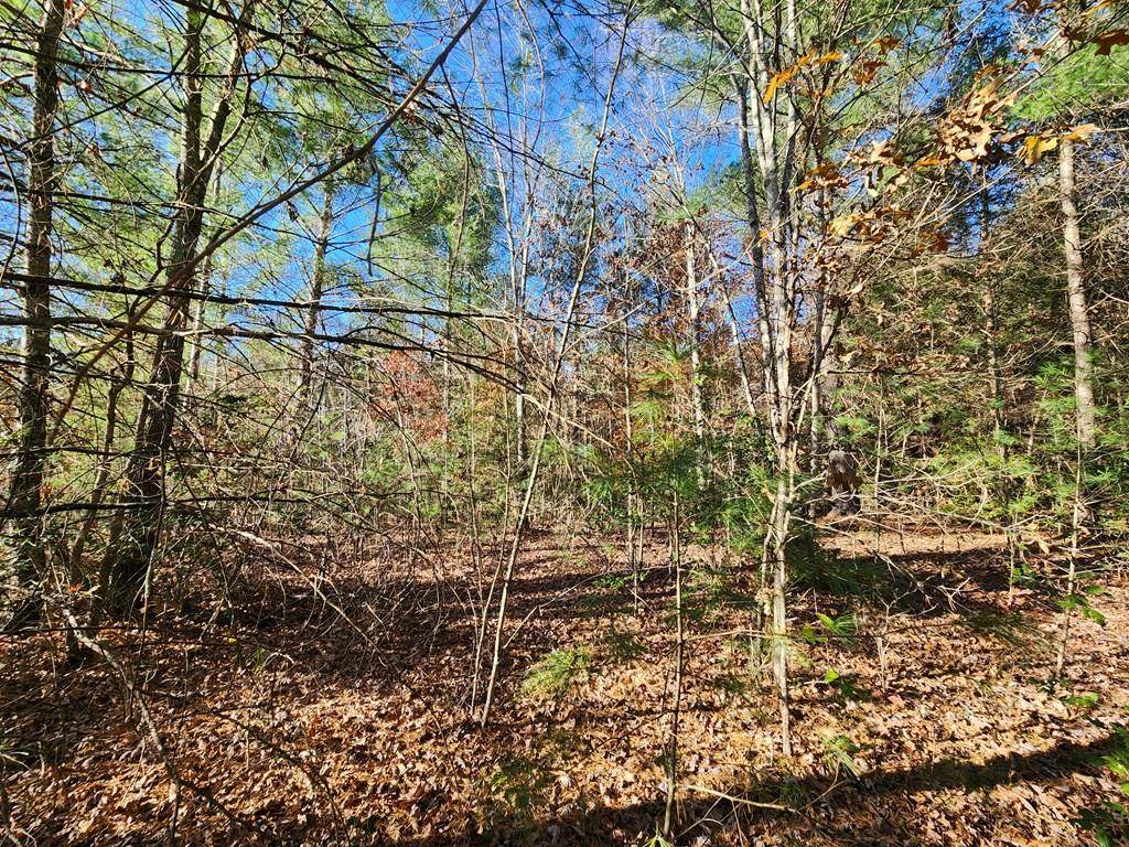 Lot 25 Shotgun Annie Rd - Photo 1