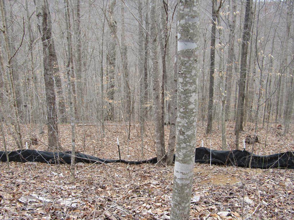 Lot 60 Bobcat Lane - Photo 1