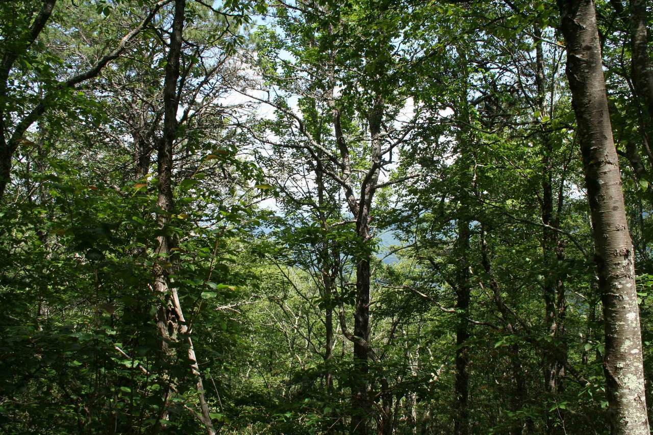 https://bt-photos.global.ssl.fastly.net/cville/1280_boomver_1_657231-2.jpg