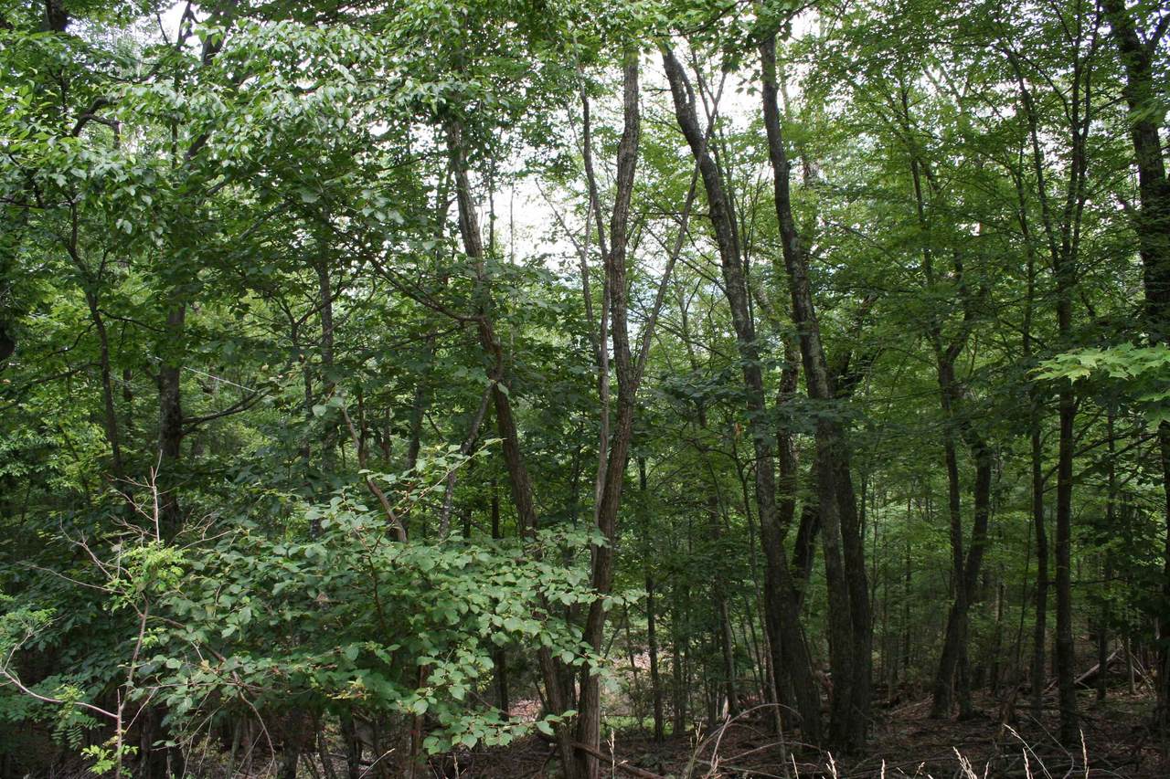 https://bt-photos.global.ssl.fastly.net/cville/1280_boomver_1_665735-2.jpg