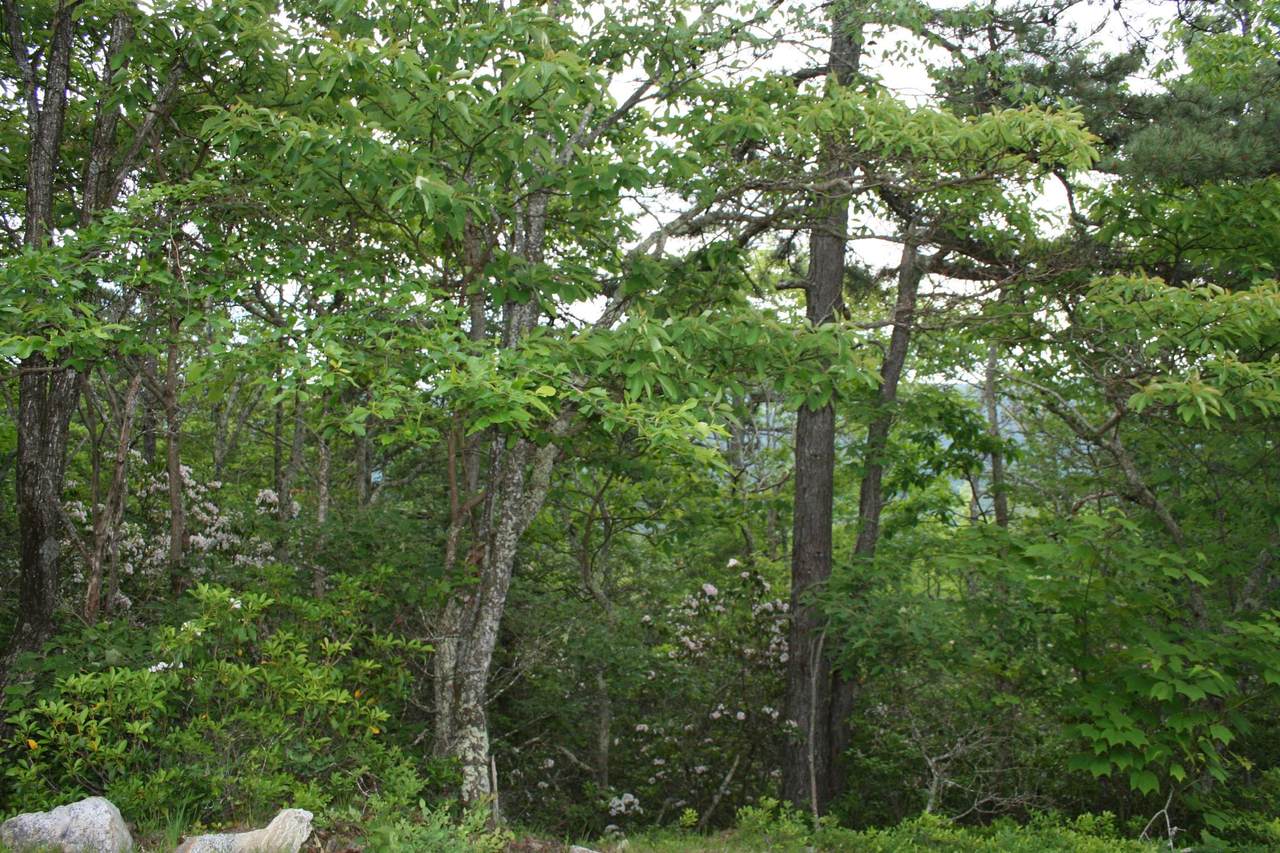 https://bt-photos.global.ssl.fastly.net/cville/1280_boomver_1_666089-2.jpg