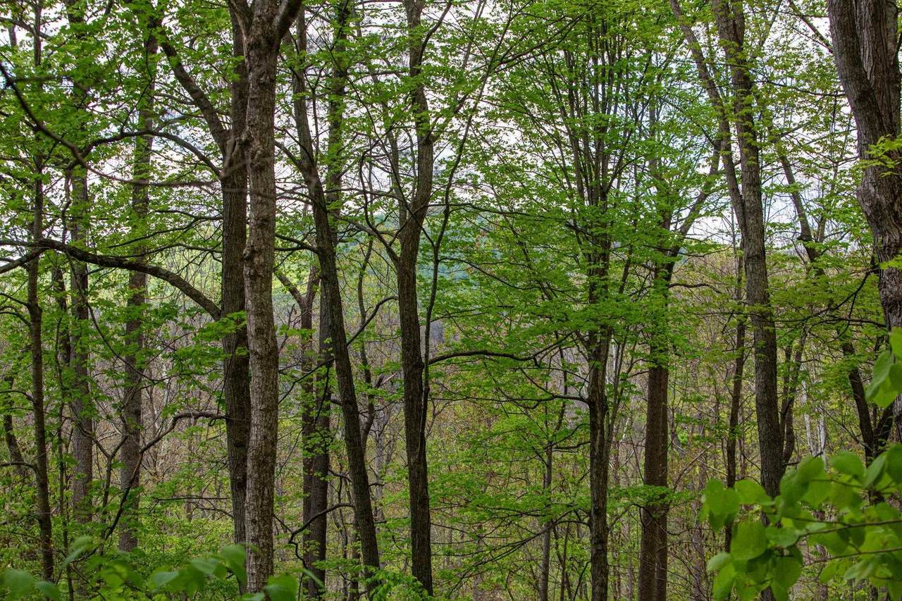https://bt-photos.global.ssl.fastly.net/cville/1280_boomver_1_676684-2.jpg