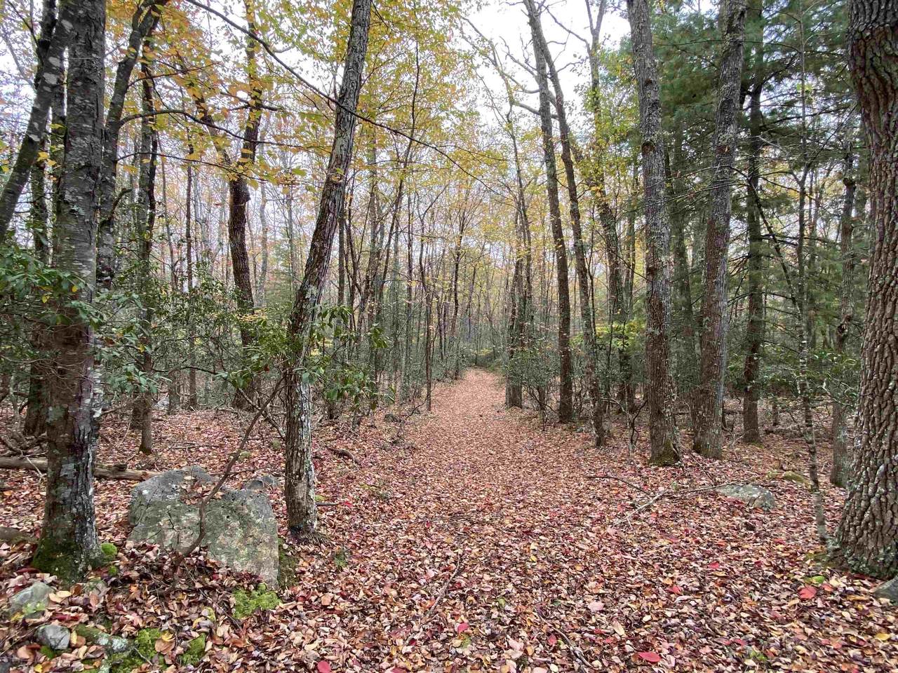 TBD Halterman Hollow Ln - Photo 1