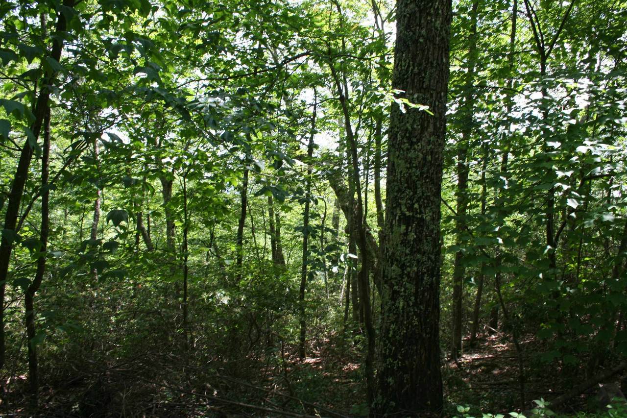 43 High Valley South - Photo 1