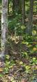 12 Langdon Woods Dr - Photo 47