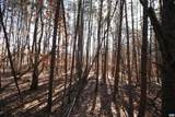 TBA Slate River Mill Rd - Photo 23