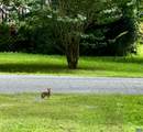 10 Loblolly Rd - Photo 26