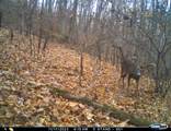 163 acres Hopkins Gap Rd - Photo 45