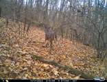 163 acres Hopkins Gap Rd - Photo 47