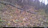 163 acres Hopkins Gap Rd - Photo 48