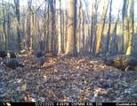 163 acres Hopkins Gap Rd - Photo 51