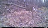 163 acres Hopkins Gap Rd - Photo 52