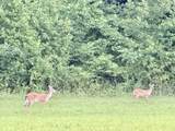 2221 Crabtree Falls Hwy - Photo 46
