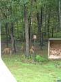 780 Old Stoney Creek Rd - Photo 55