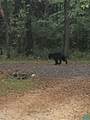 780 Old Stoney Creek Rd - Photo 56